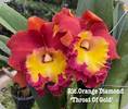 Rlc. Orange Diamond Throat of Gold